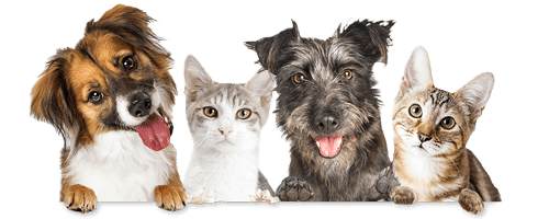 Hunde und Katzen