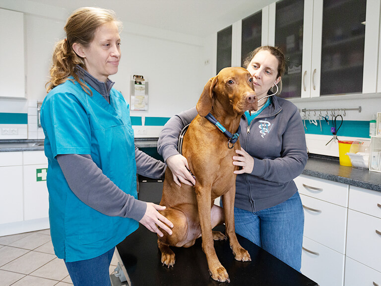 Gesundheitscheck in der Tierarztpraxis Willer