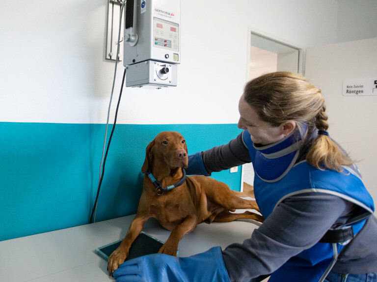 Röntgen in der Tierarztpraxis Willer